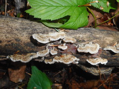 Auricularia orientalis