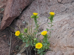 Grindelia subalpina
