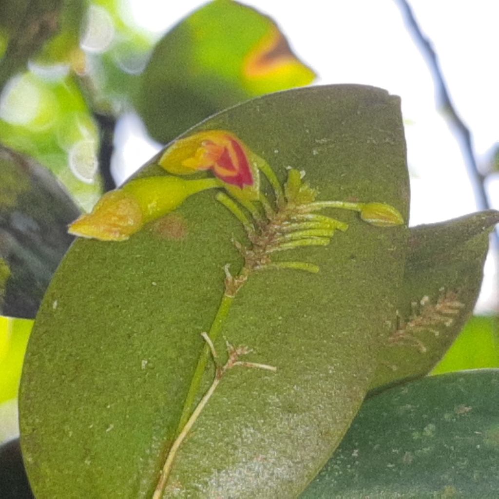 Lepanthes disticha