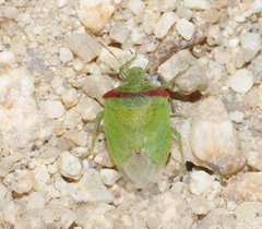 Thyanta pallidovirens