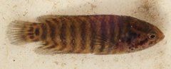 Microctenopoma intermedium