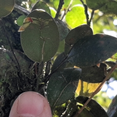 Lepanthes disticha