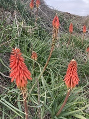 Kniphofia sarmentosa