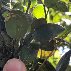 Lepanthes disticha