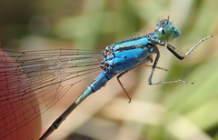 Pseudagrion coeleste