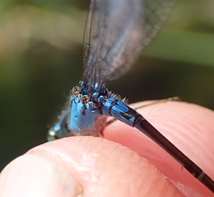 Pseudagrion coeleste