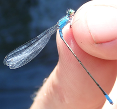 Pseudagrion coeleste