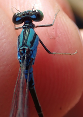 Pseudagrion coeleste