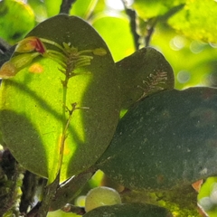 Lepanthes disticha