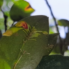 Lepanthes disticha