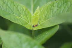 Neoheliodines arizonense