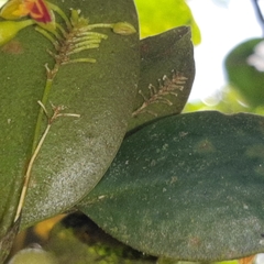 Lepanthes disticha