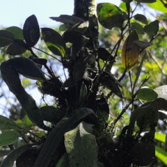 Lepanthes disticha