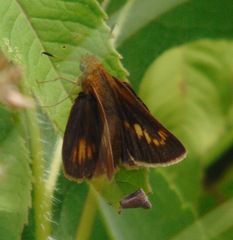 Euphyes conspicua