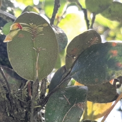 Lepanthes disticha