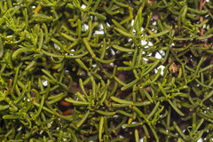 Phoradendron hawksworthii