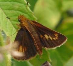 Euphyes conspicua