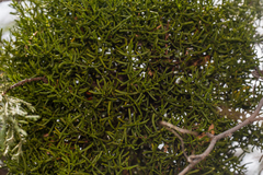 Phoradendron hawksworthii