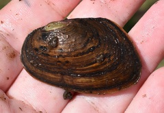 Uniomerus carolinianus