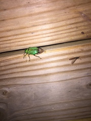 Chrysina gloriosa