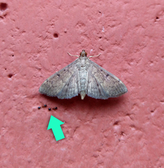 Monomorium floricola