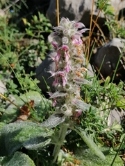 Stachys germanica