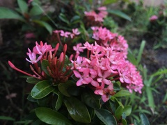 Ixora coccinea