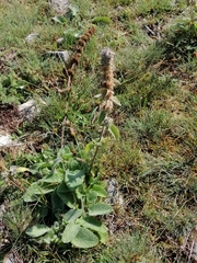 Stachys germanica