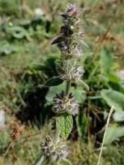 Stachys germanica