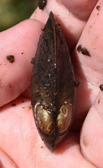 Uniomerus carolinianus