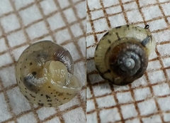 Gastropoda