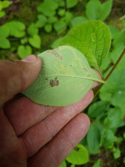 Lonicera hirsuta