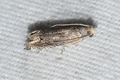 Epiblema minutana