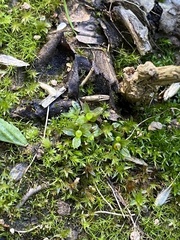 Physcomitrium immersum