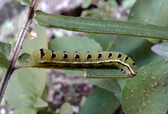 Callopistria floridensis