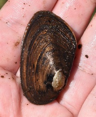 Uniomerus carolinianus