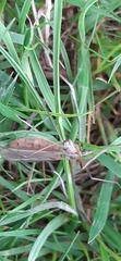 Diptera