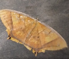 Thinopteryx crocoptera
