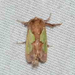 Euclea incisa