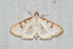 Palpita illibalis