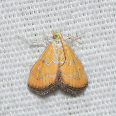 Xanthophysa psychicalis