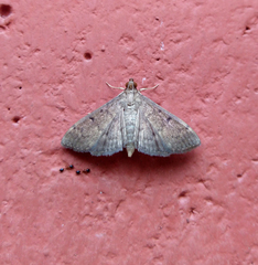 Monomorium floricola