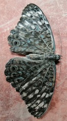 Hamadryas atlantis lelaps