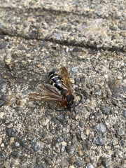 Sphecius speciosus