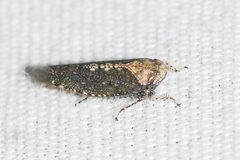 Excultanus excultus