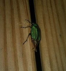 Chrysina gloriosa