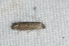 Epiblema minutana