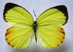 Pyrisitia dina westwoodi