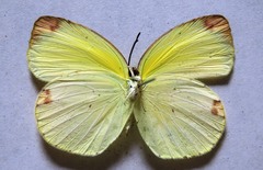 Pyrisitia dina westwoodi