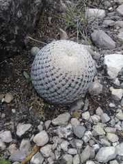 Mammillaria pectinifera